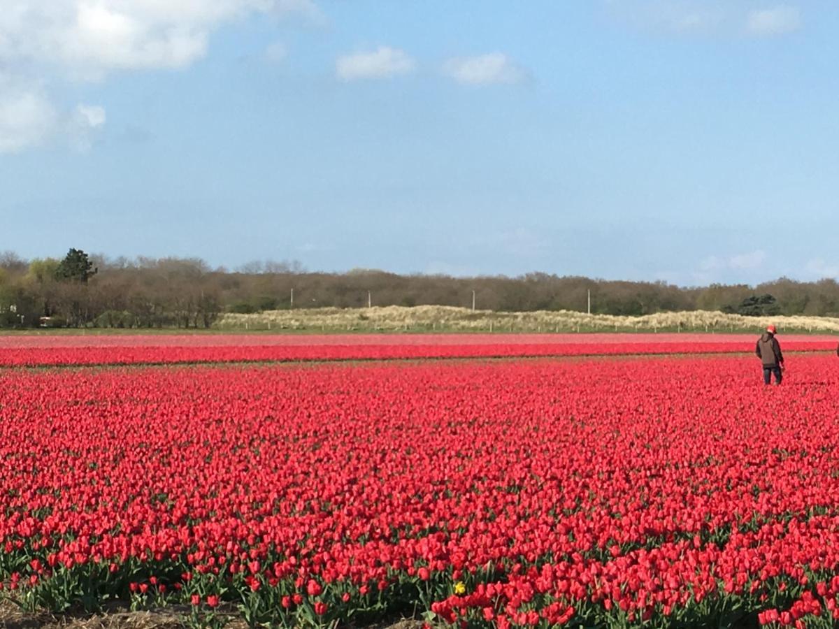 De Duinlopers- Appt Zilt Zand- Strand, Duinen En Nabij Cultuur Steden Castricum Esterno foto